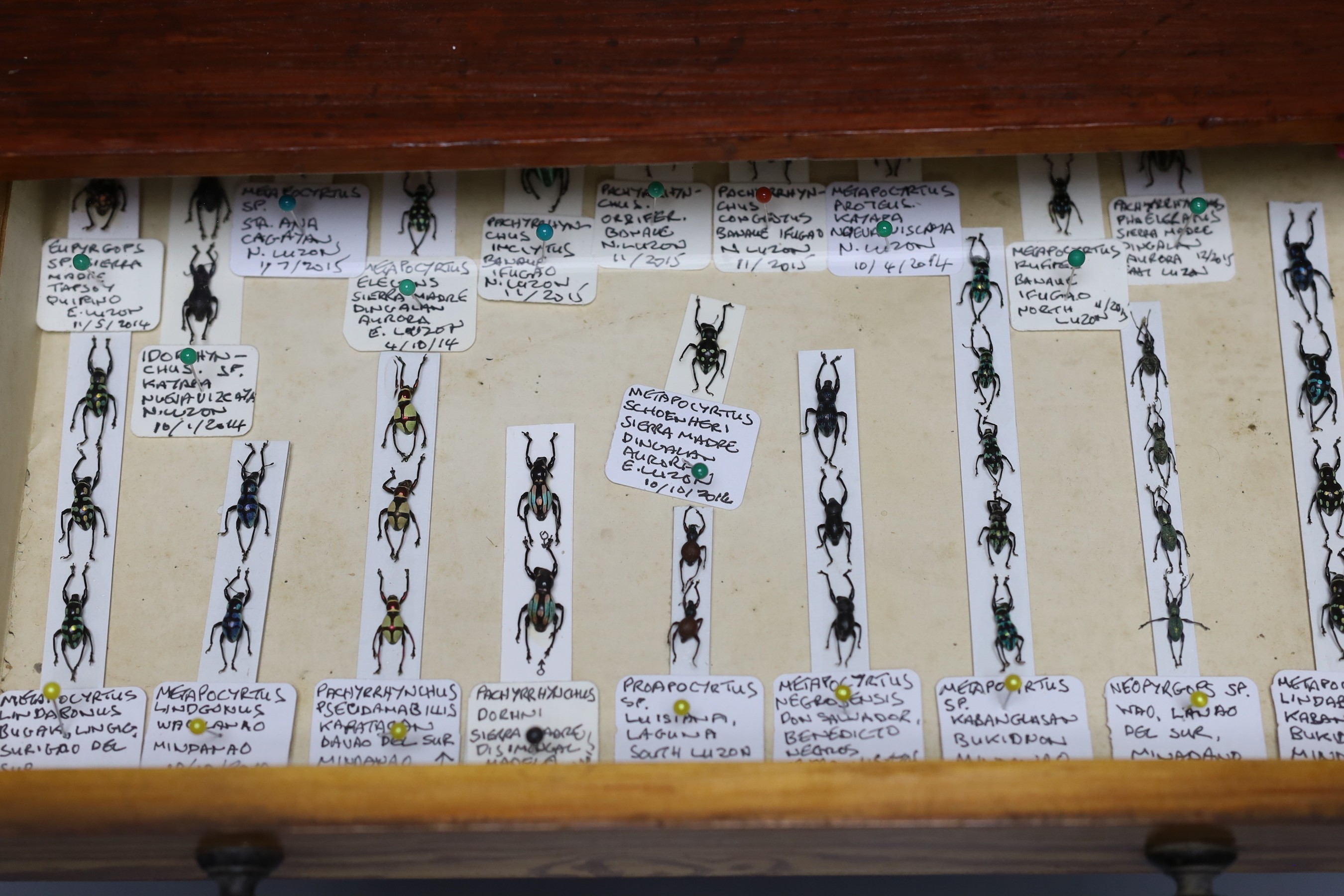 Entomology and Herpetology - a collection of beetle, insect, amphibian, reptile and skeleton specimens, the majority 1990s or later, in a pitch pine chest of six drawers